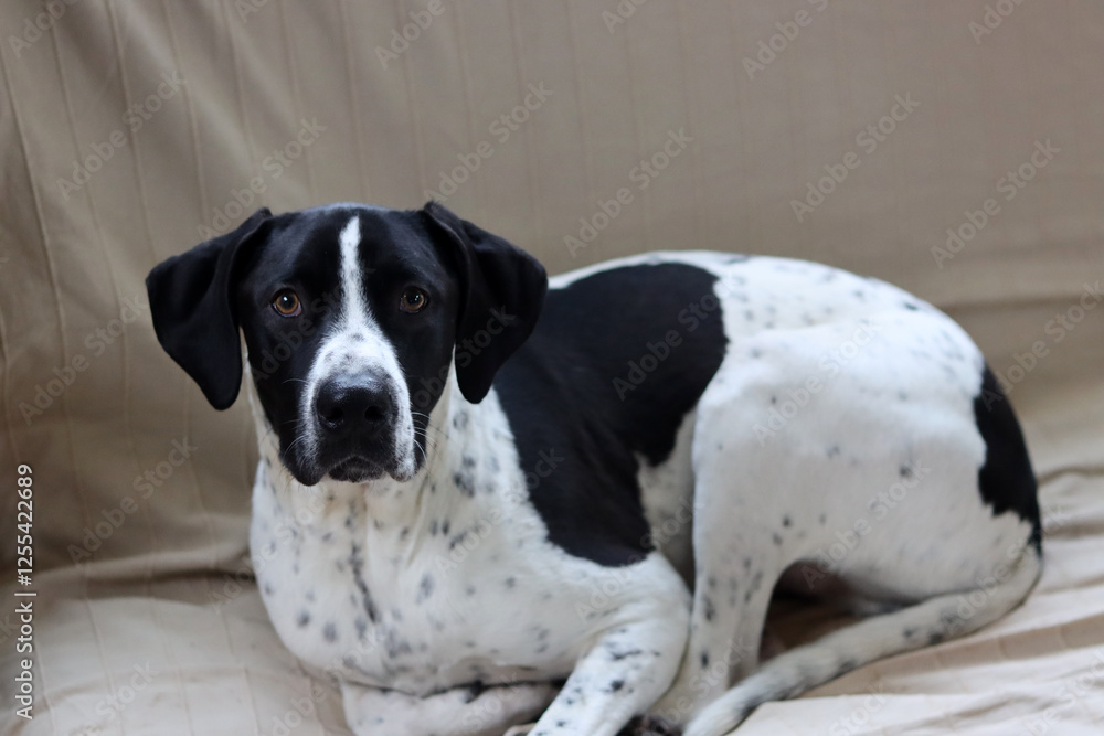 Portrait of a black and white mixed breed dog looking at camera, close up
