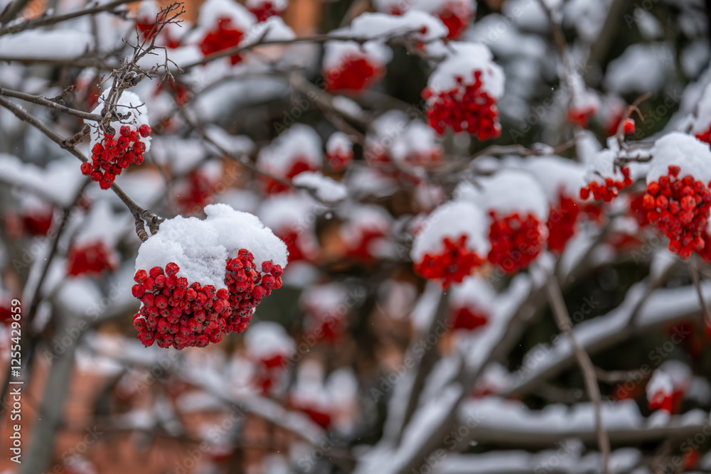 Clusters of red ripe mountain ash under the snow on a winter day. Clusters of red ripe mountain ash under the snow on a winter day.