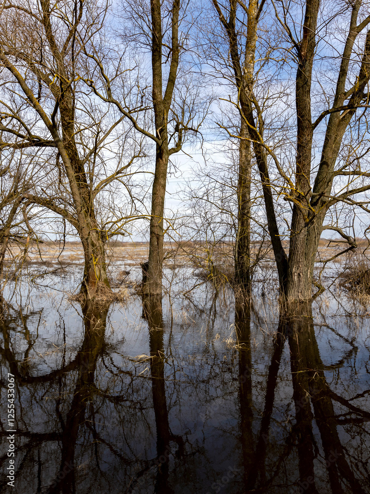Group of trees are reflected in the water Group of trees are reflected in the water