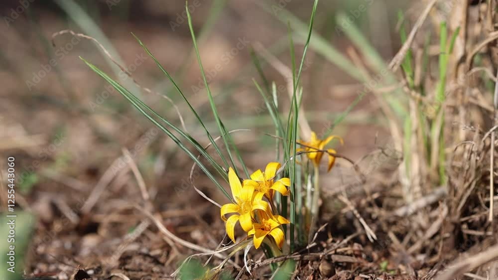 close up of wild Crocus flavus in nature close up of wild Crocus flavus in nature