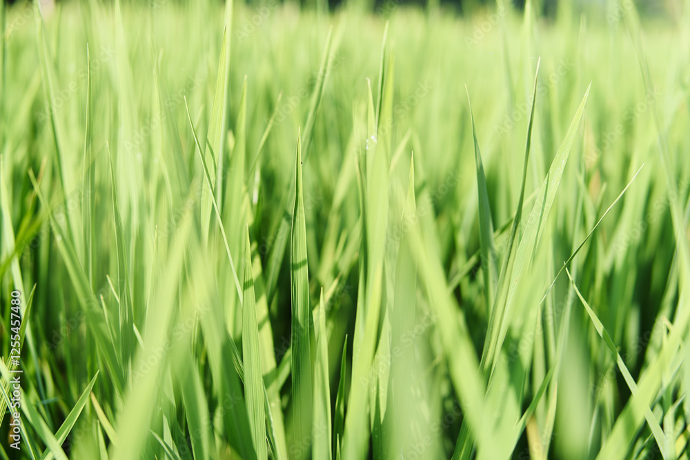 Lush green fields of wheat and rice swaying in the wind. A close up view of bright, lush green grass fills the frame with a vibrant, sunny field. This image may be useful for nature-themed content. Lush green fields of wheat and rice swaying in the wind. A close up view of bright, lush green grass fills the frame with a vibrant, sunny field. This image may be useful for nature-themed content.