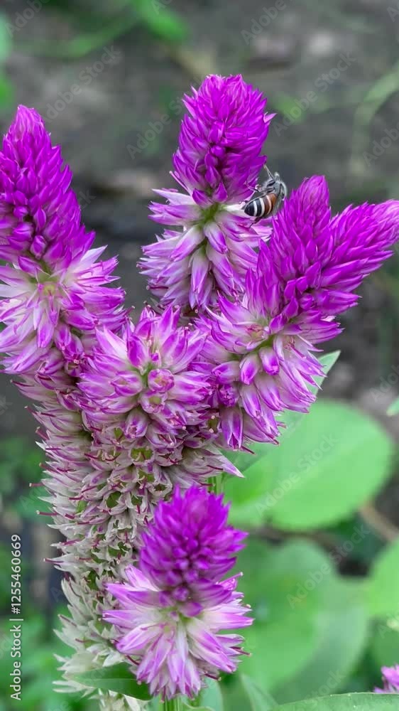 bees searching for nectar on pink flower of Flamingo Feathers tee, beautiful nature bees searching for nectar on pink flower of Flamingo Feathers tee, beautiful nature