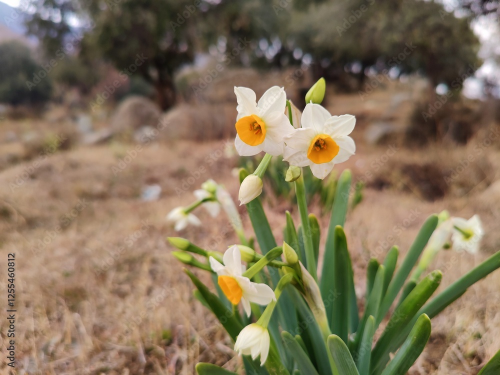 Daffodil, Chinese Scared Lilyor Narcissus tazetta beautiful white flowers Daffodil, Chinese Scared Lilyor Narcissus tazetta beautiful white flowers