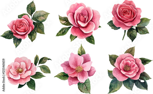 Beautiful Hand-Drawn Watercolor Pink Rose