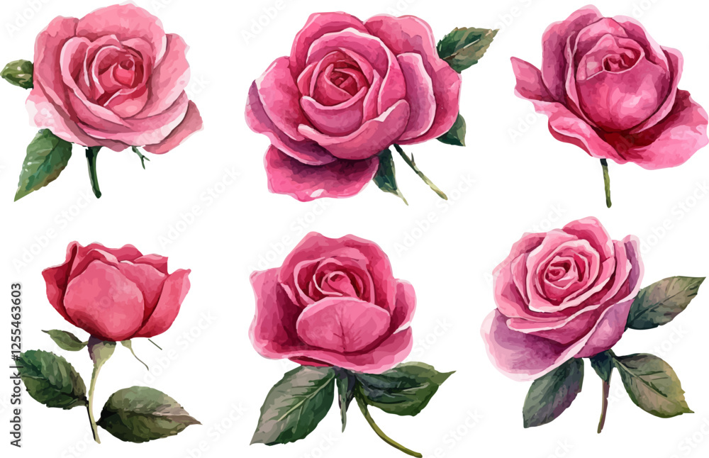 set of roses vector illustration set of roses vector illustration