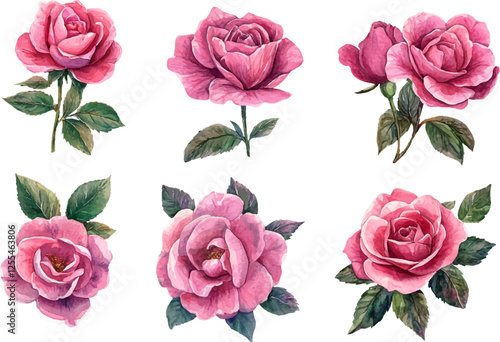 watercolor pink rose flower bouquet