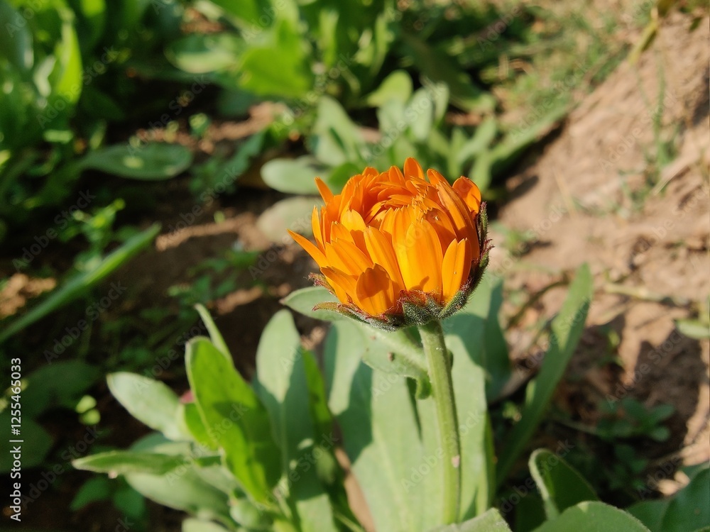 Calendula, Mary's gold or Ruddles yellow flower Calendula, Mary's gold or Ruddles yellow flower