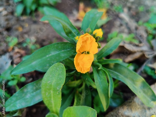 Erysimum cheiri, common wallflower or Cheiranthus Cheiriflowers photo