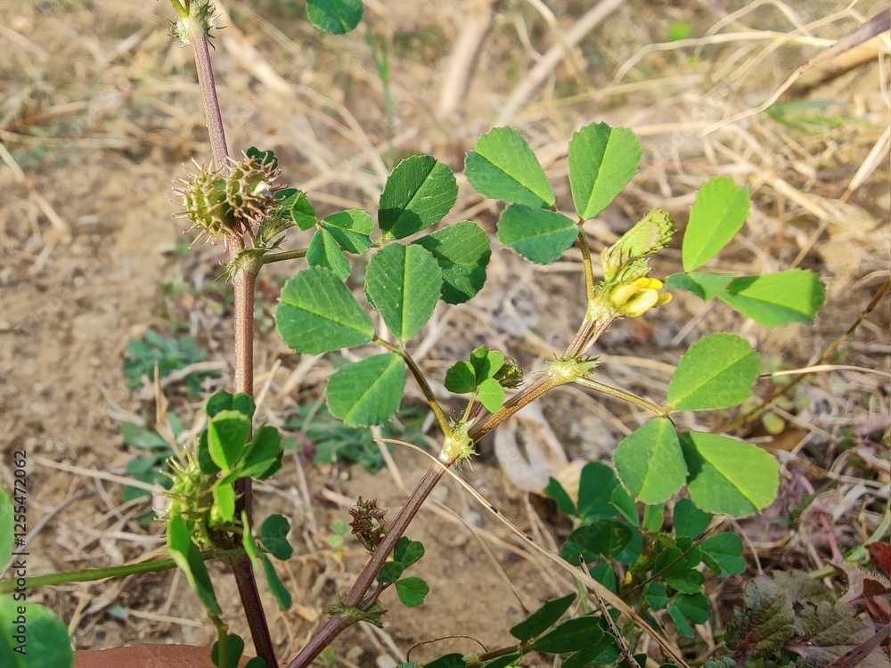 Burr medic or Medicago polymorpha