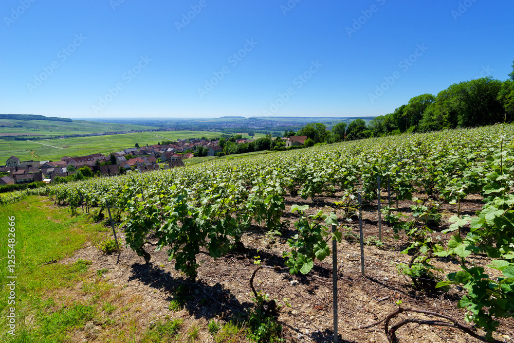 Champagne vigneyard in the hillside of Hautvillers village Champagne vigneyard in the hillside of Hautvillers village