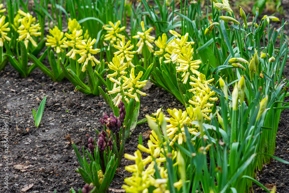 Fototapeta premium Yellow hyacinths planted in a city garden. A beautifully decorated garden in spring time. The art of creating garden plantings.