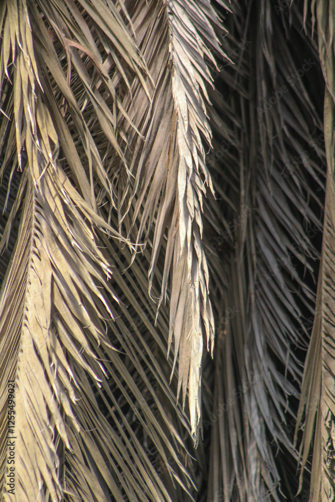 Palm leaf background. Foliage pattern. Dry leaves. Beige neutral natural color. Palm leaf background. Foliage pattern. Dry leaves. Beige neutral natural color.