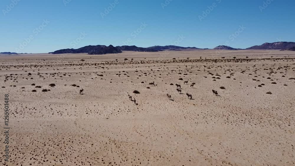 herd of kudu running
