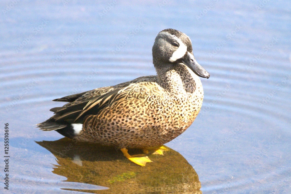 Obraz premium duck on the water