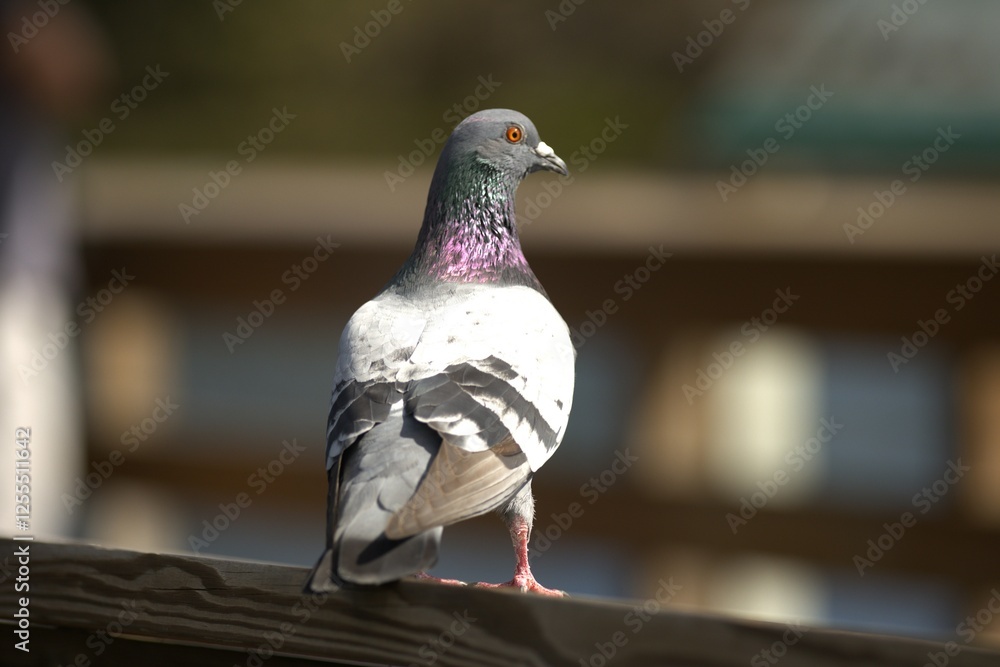Obraz premium pigeon on the wall