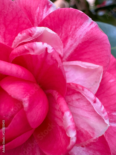 Flor en primer plano