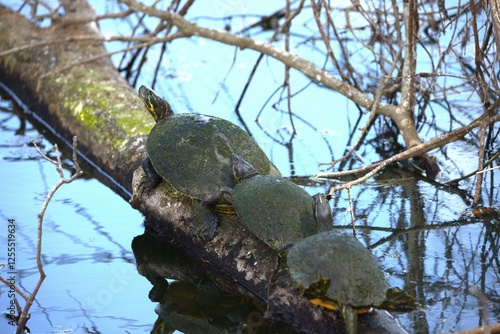 tree turtle on the branch in the ;ake
