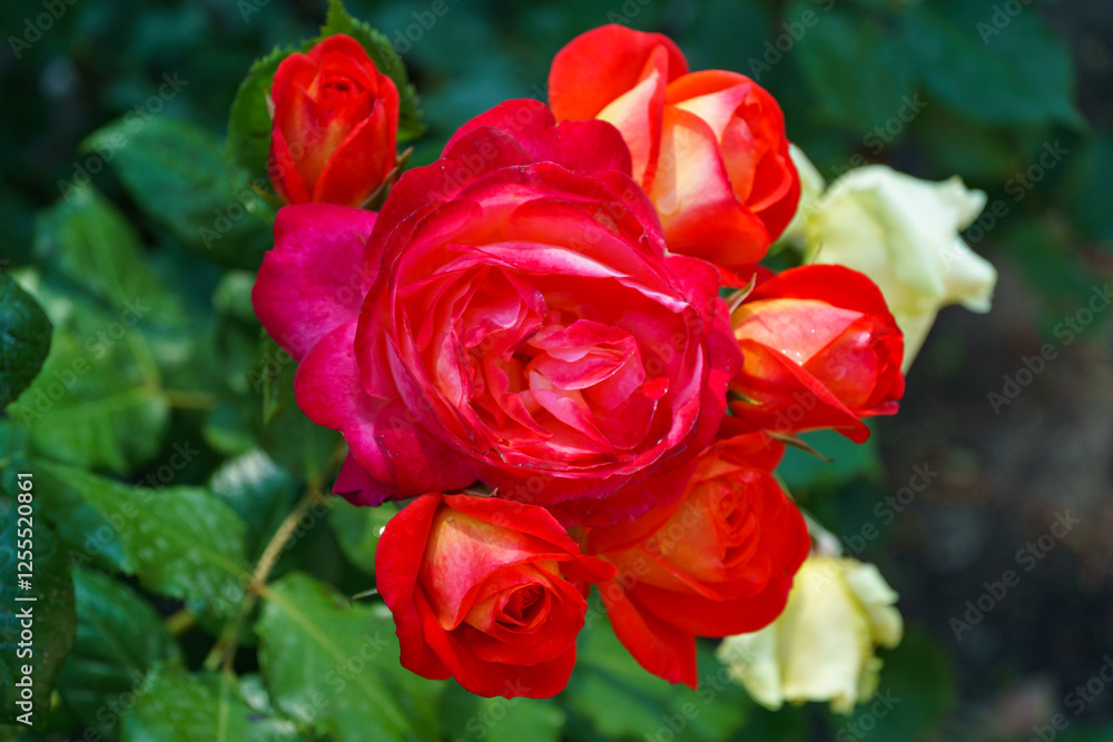 Luxurious bright red roses against the background of lush greenery. Close-up. Selective focus. Romantic love theme. Luxurious bright red roses against the background of lush greenery. Close-up. Selective focus. Romantic love theme.