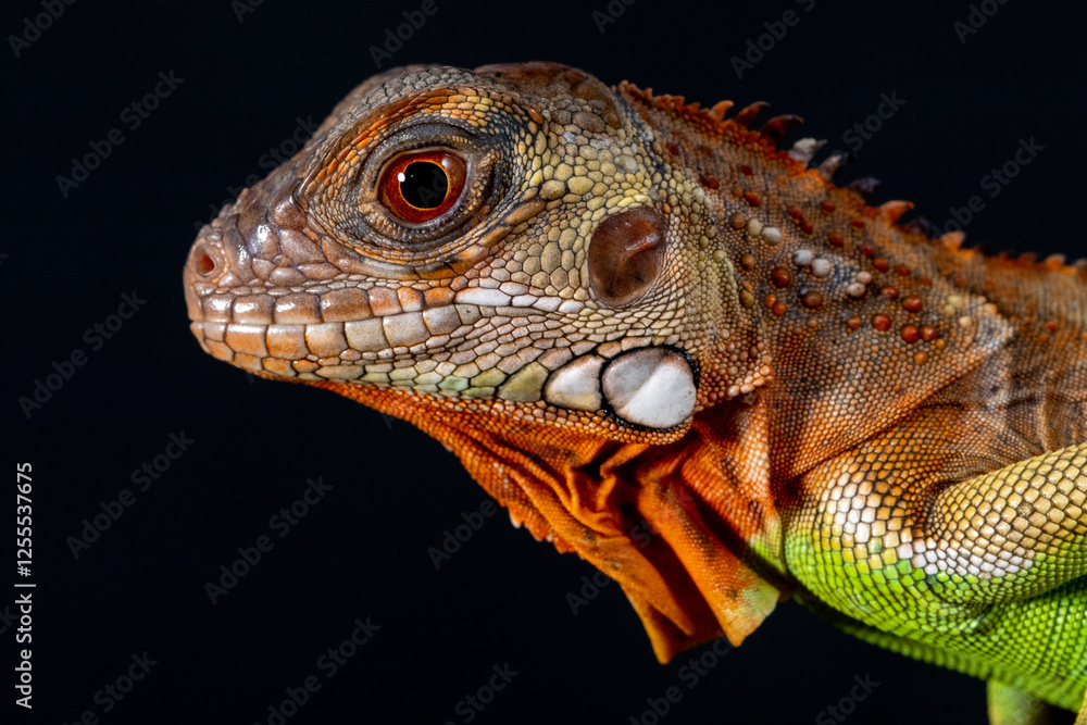 Close-up profile of an iguana in front of a black background, Indonesia Close-up profile of an iguana in front of a black background, Indonesia
