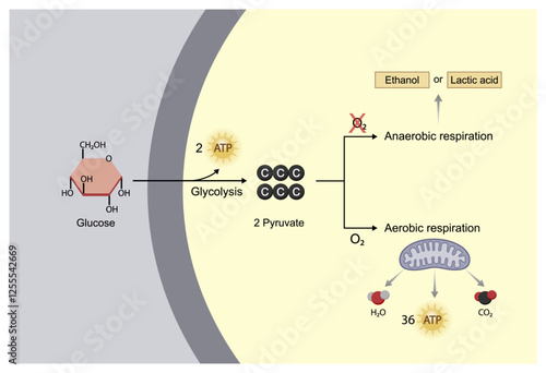 Aerobic and Anaerobic cellular Respiration. Glycolysis. Fermentation. Mitochondria, energy production. Scientific Vector Illustration.