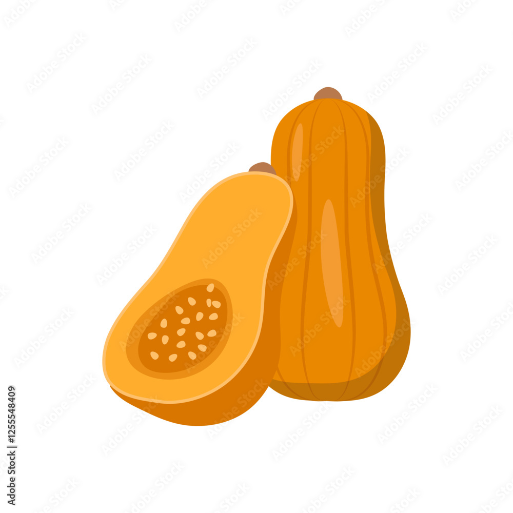 Squash , Autumn Isolated Vector Illustration Squash , Autumn Isolated Vector Illustration