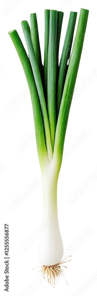 PNG An isolated green onion background vegetable white. PNG An isolated green onion background vegetable white.