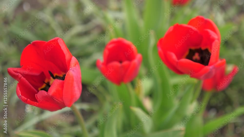 red tulips garden. Agriculture. growing flowers. farming. flower business. Stigma different scenery multicolor adventurous may. introspective colour nature. overcast vivid tender evening dutch windy. red tulips garden. Agriculture. growing flowers. farming. flower business. Stigma different scenery multicolor adventurous may. introspective colour nature. overcast vivid tender evening dutch windy.