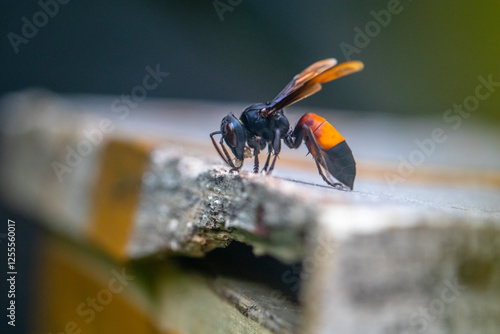 Close-up of a lesser banded hornet (Vespa affinis) on a wooden box, Indonesia