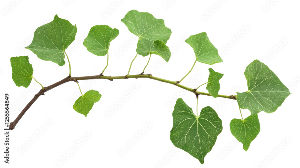 Cathay poplar plant leaf isolated on white background Cathay poplar plant leaf isolated on white background