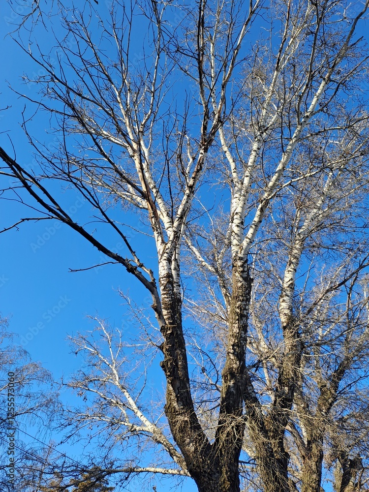 tree branches against blue sky tree branches against blue sky