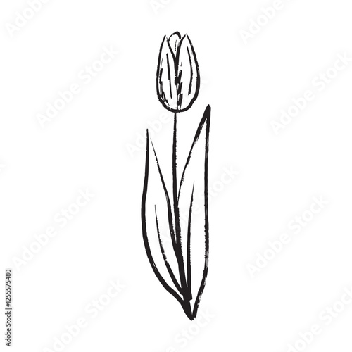 Tulip flower design with leaves as tattoo, logo design. Print in brush stroke texture. Hand drawn vector sketch illustration in vintage charcoal ink style. Floral shop, invitation, wedding, 8 march.