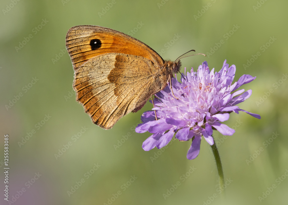 Meadow Brown butterfly feeding on a purple field scabious Meadow Brown butterfly feeding on a purple field scabious