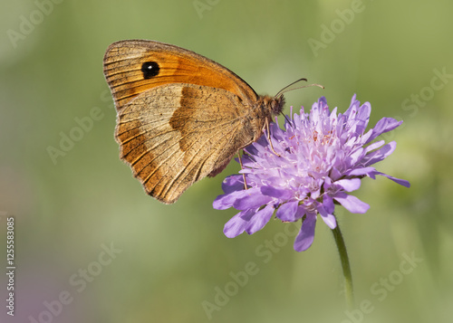 Meadow Brown butterfly feeding on a purple field scabious 