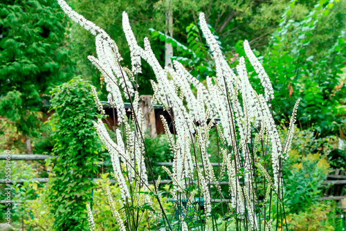 Black cohosh or Cimicifuga is a perennial, tall, frost-resistant herbaceous plant, a member of the Buttercup family.