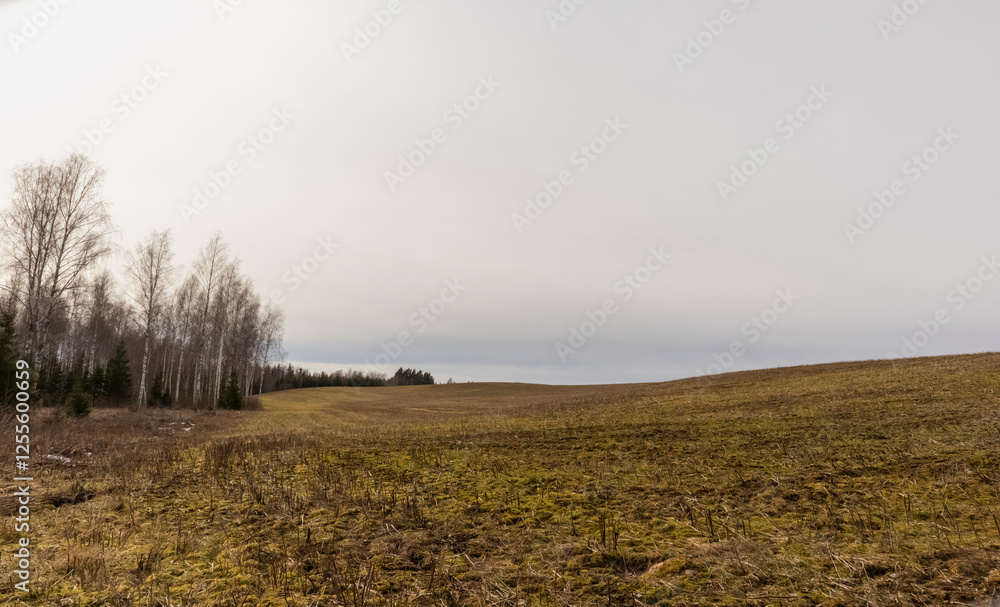 Fototapeta premium scenic view of the countryside with a road leading to the forest.