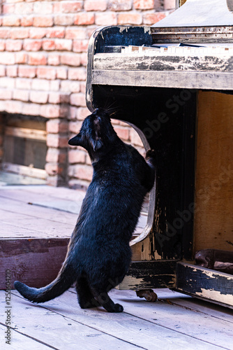 Close-up of a stray black cat standing by an abandoned weathered outdoor piano photo