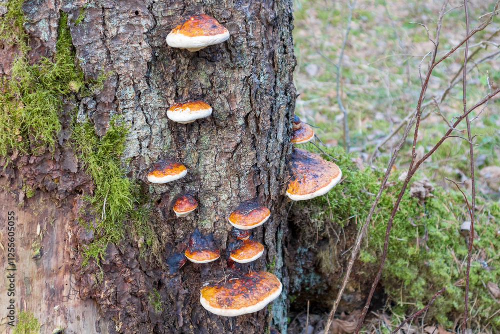 Fototapeta premium a tree can be seen with many mushrooms growing on its trunk.