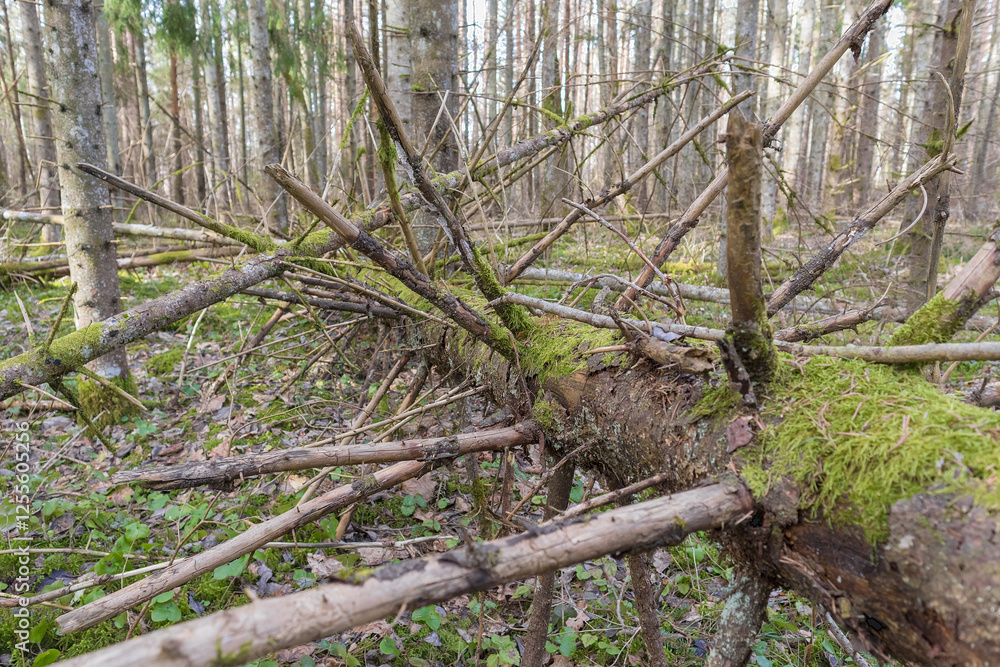 a broken tree in a wooded environment that has many branches and is covered with moss.
a broken tree in a wooded environment that has many branches and is covered with moss.