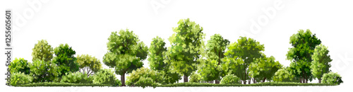  Vector watercolor green  tree or forest side view isolated on white background for landscape and architecture drawing,elements for environment or and garden,Shrub for section