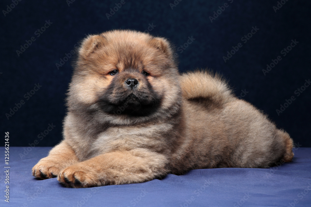 Fototapeta premium Cute fluffy chow chow puppy on blue background