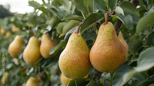 Ripe pears hanging on tree branch in orchard, ready for harvest photo