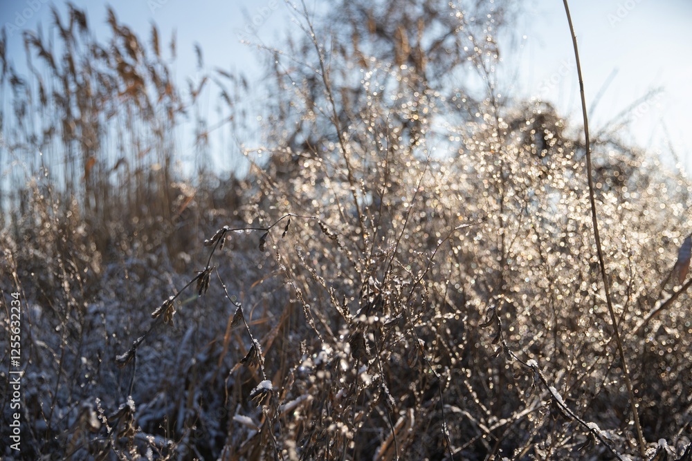 Sunlit Frozen Bushes Covered in Ice Crystals on a Cold Winter Morning Sunlit Frozen Bushes Covered in Ice Crystals on a Cold Winter Morning