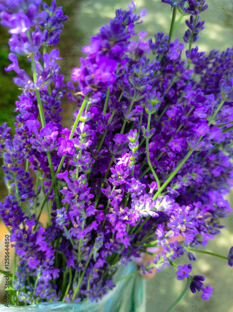 Fototapeta premium bunch of lavender