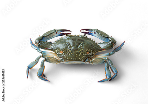Fresh Blue Crab Isolated on Black Background Ready for Cooking