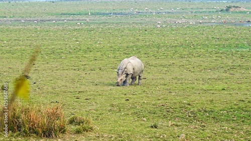 Great Indian one horned rhinoceros grazing photo