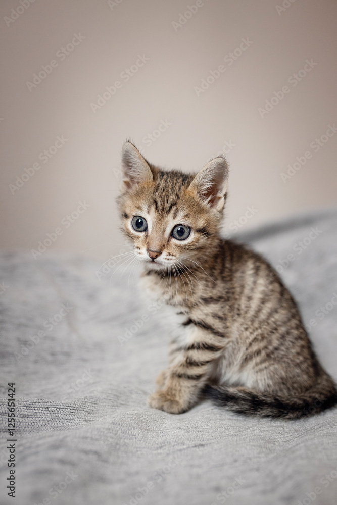 Cute small, gray kitten on a plain background. Cute small, gray kitten on a plain background.