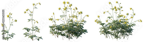 Fotografie Set of frontal Aquilegia chrysantha (the golden columbine) isolated png on a tra