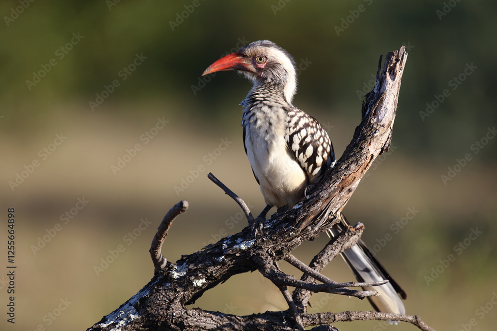 Rotschnabeltoko / Red-billed hornbill / Tockus erythrorhynchus Rotschnabeltoko / Red-billed hornbill / Tockus erythrorhynchus
