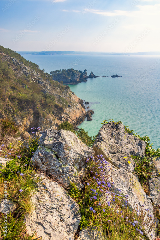 Sheep's-bit flowers growing on a rocky coast with a seascape view Sheep's-bit flowers growing on a rocky coast with a seascape view
