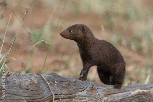 Südliche Zwergmanguste / Dwarf mongoose / Helogale parvula photo